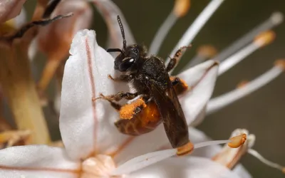 Pollinator-Academy_Nicolas-Vereecken_CreativeCommons.-Attribution-4.0-International-CC-BY-4.0