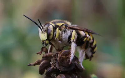 Anthidium florentinum