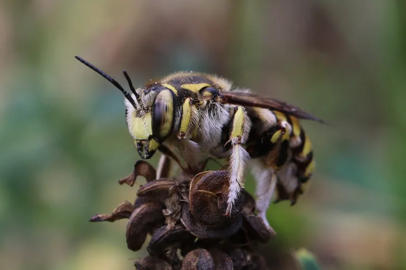 Anthidium florentinum