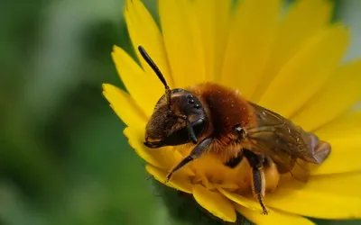 Femelle Andrena lagopus
