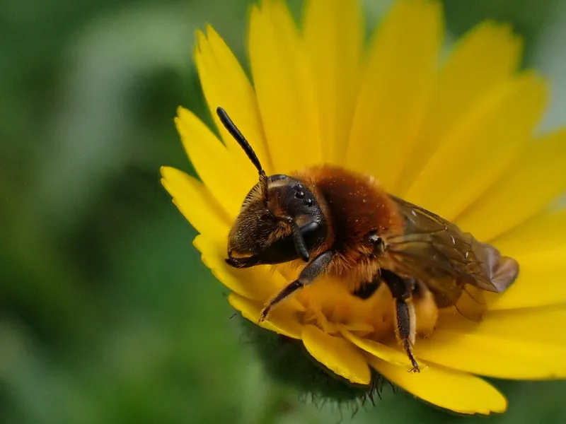 Femelle Andrena lagopus
