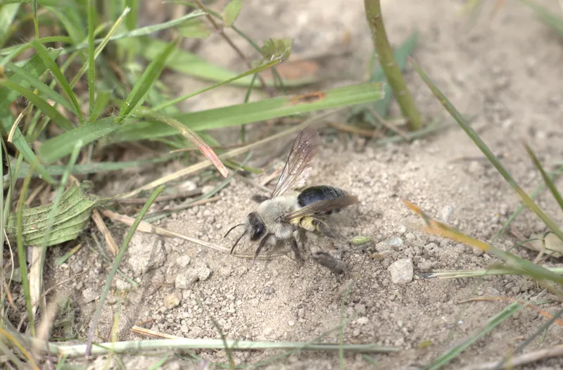 Femelle andrena vaga