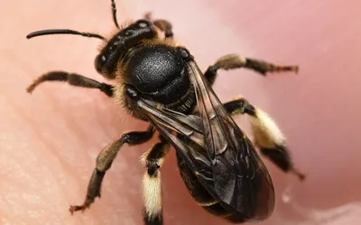 Crédit © Rasmus Allesoee - Inaturalist