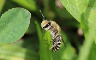 Melitta leporina