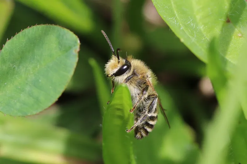Melitta leporina