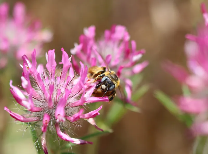 Femelle Melitturga clavicornis butinant sur Trifolium. 15/06/2024, Gard, France. Auteur : Aurèle Baretje