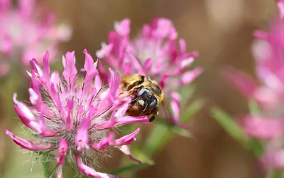 Femelle Melitturga clavicornis butinant sur Trifolium. 15/06/2024, Gard, France. Auteur : Aurèle Baretje