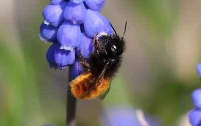 Crédit - INaturalist - markusm85