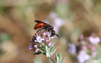 Sphecodes ruficrus