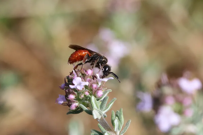 Sphecodes ruficrus