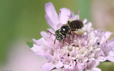 Camptopoeum nasutum