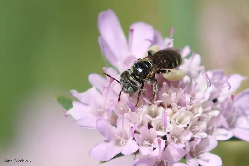Camptopoeum nasutum