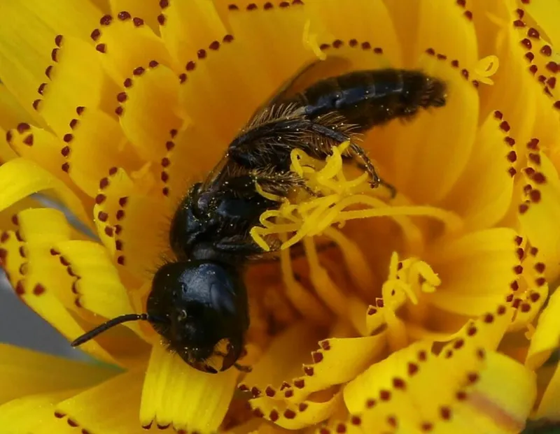 Mâle Panurgus banksianus dans une inflorescence d’Astéracée (Cichorioidée)