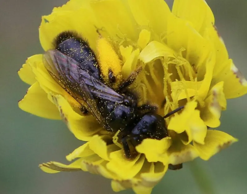 Femelle Panurgus dentipes récoltant du pollen d'Astéracée (Cichorioidée)