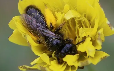 Femelle Panurgus dentipes récoltant du pollen d'Astéracée (Cichorioidée)